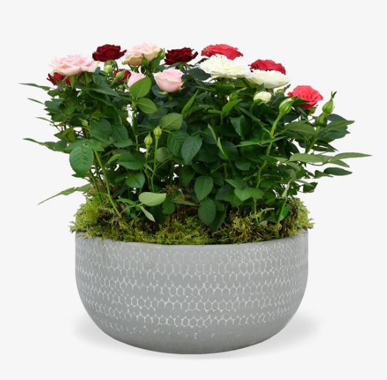 Rose Plant Arrangement