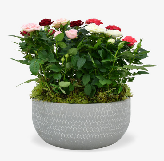 Rose Plant Arrangement