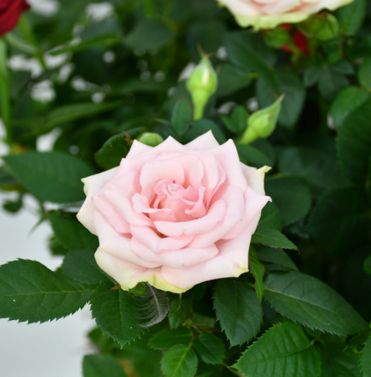 Rose Plant Arrangement