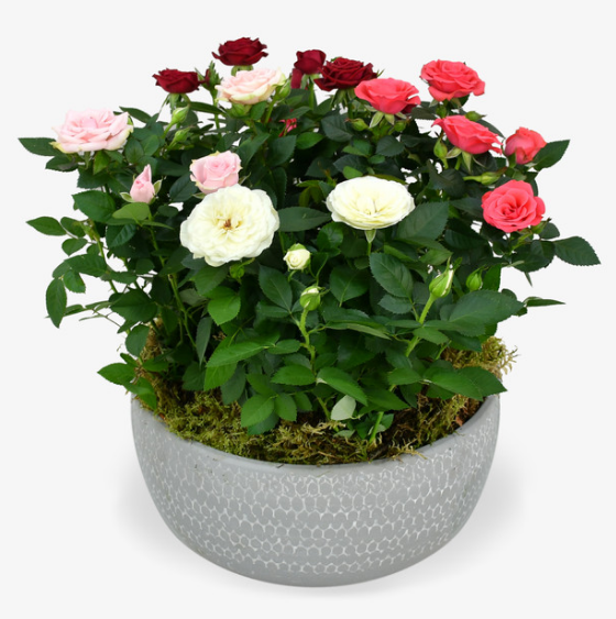 Rose Plant Arrangement